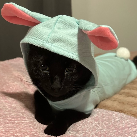 🐈🐈‍⬛ - Picture 13 of 16